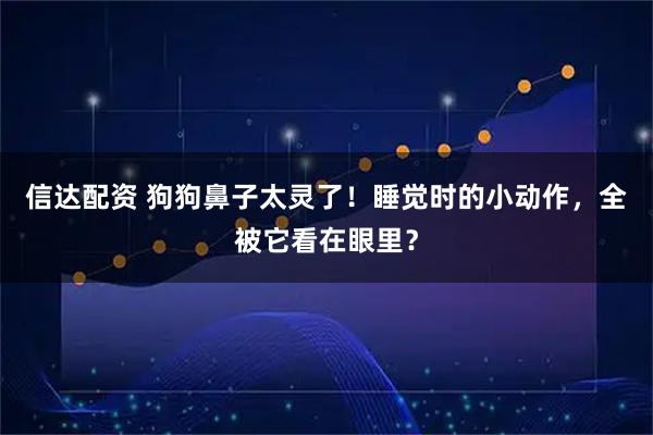 信达配资 狗狗鼻子太灵了！睡觉时的小动作，全被它看在眼里？