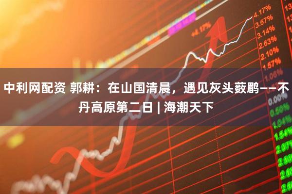 中利网配资 郭耕：在山国清晨，遇见灰头薮鹛——不丹高原第二日 | 海潮天下